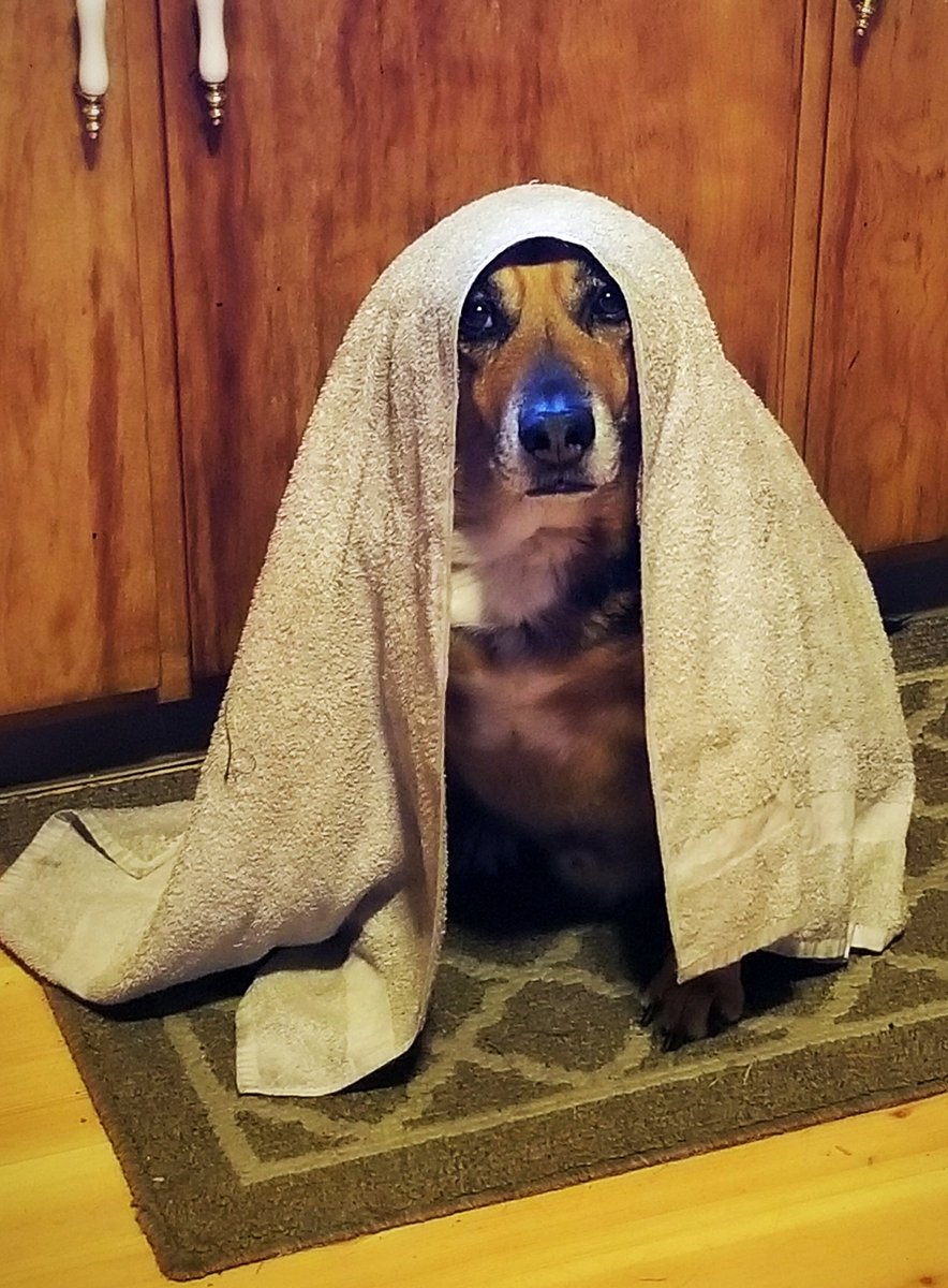 BuseytheDog's tweet photo. Today, I am a Jedi. They won't let me use the lightsaber yet tho. Probably because they know they'll never be able to stop me once they do. Touche, humans  touche... https://t.co/5q3aJVAMXh