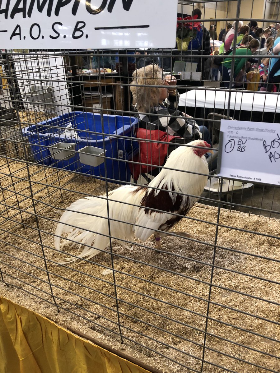 visitPA's tweet photo. ๐ฎ๐๐๐ Farm animal fun at the #PAFS19! Share your #PAFarmShow experience with us using #PAHappySnaps! https://t.co/bujwwy0mSw