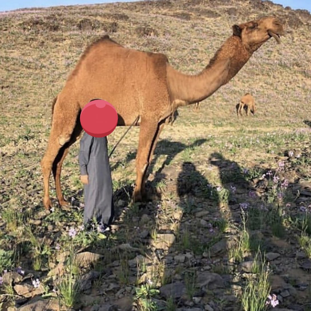 lilililmlililil's tweet photo. ربعي عليها اللاش ماله مداخيل 
ربعي هل الافعال وقت المجابه 
:
الاد عاضي يوم شرب الفناجيل 
عمهوج فعله كل شيخٍ حكابه
:
ماشاء الله .. كفو لوبّال من الاد عاضي ..
: https://t.co/1Vgj4jvtFr