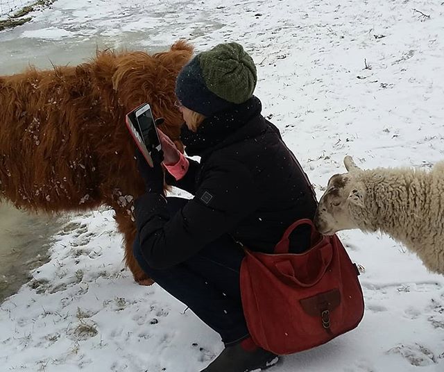 TopsyFarms's tweet photo. Beware of noseprints on lenses and having your pocketbook picked at Topsy Farms. 
#curiousanimals #animalsarecurious #connecttotheland #danger https://t.co/ZvNd6STj7W https://t.co/uFnLyJ9z2P