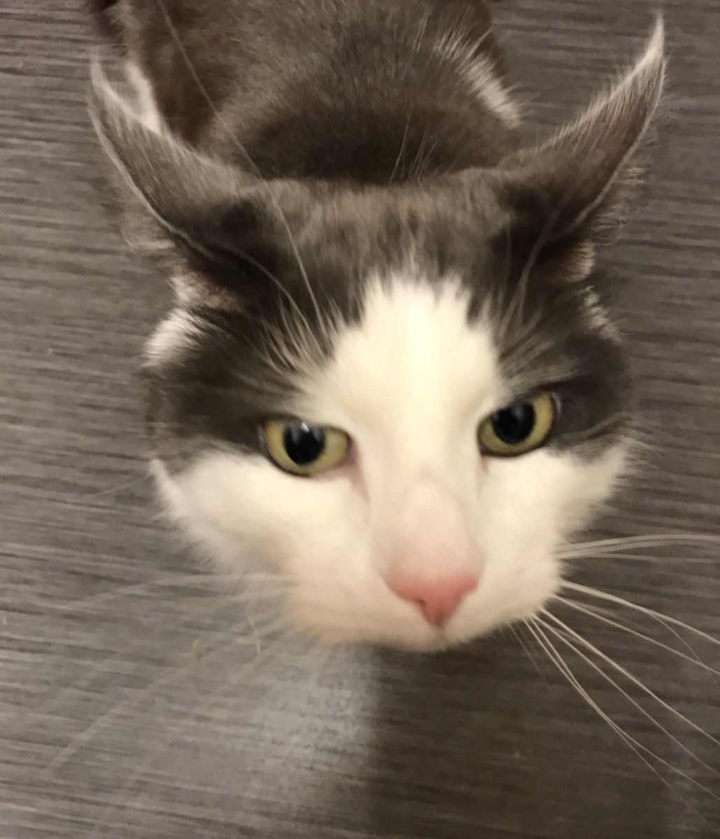 RumTumSammi's tweet photo. When the pull tab on a tin of chick peas breaks & you have to use the tin opener & this moron comes running cus the only other time the opener gets used for is tuna & apparently they sound/smell the same! ๐โโ๏ธ๐ #cutebutstupid #catlogic #wednesdaywisdom ๐ https://t.co/0Wg4XxLRpK