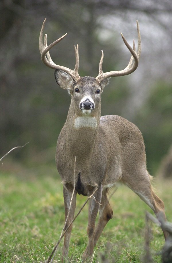 OhioDivWildlife's tweet image. Hunters checked 14,168 white-tailed deer during Ohio’s #muzzleloaderseason, January 5-8. During last year’s #muzzleloader season, 13,268 white-tailed deer were checked: ow.ly/FQ6b30nfAX3 #huntohio #deerseason