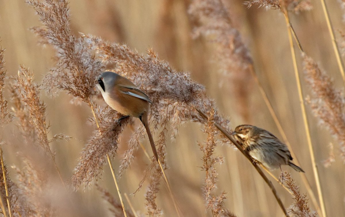 Once the wind had dropped this afternoon a #BeardedTit and #ReedBunting finally came out of hiding at Radipole
@Natures_Voice @NatureUK @NaturalEngland @WildlifeTrusts @wildlife_uk @natureslover_s @DorsetWildlife @RSPBWeymouth @ChrisGPackham