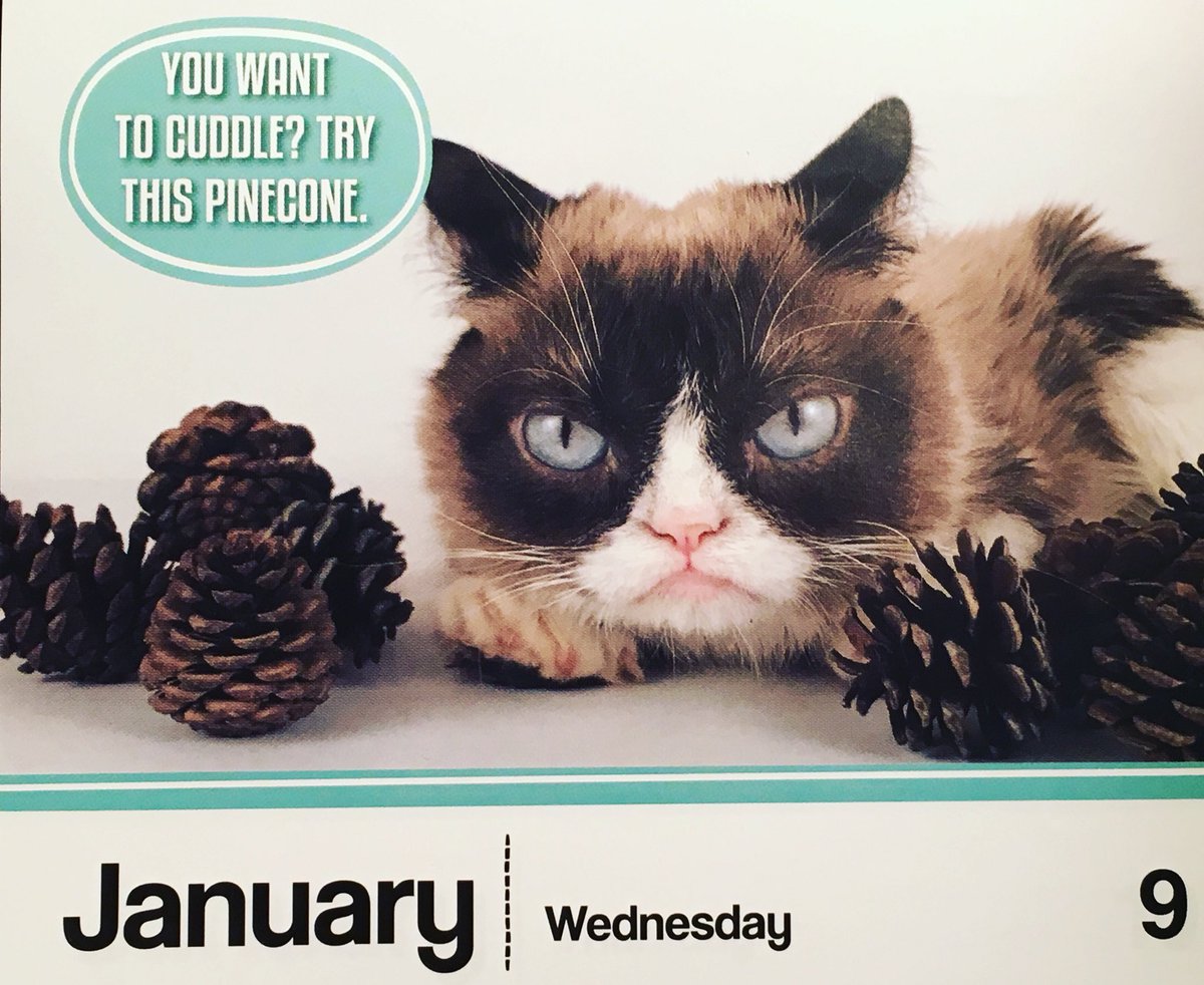 MichelleZwiefka's tweet image. #grumpycat #yearinabox #nocuddles #funny