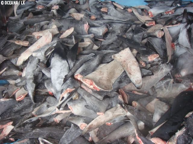Sharks can’t wait. Your voice is especially important to our efforts to protect sharks.

Tell your members of Congress to pass a nationwide ban on the trade of shark fins before it’s too late: bit.ly/2SQlboF #FinBanNow