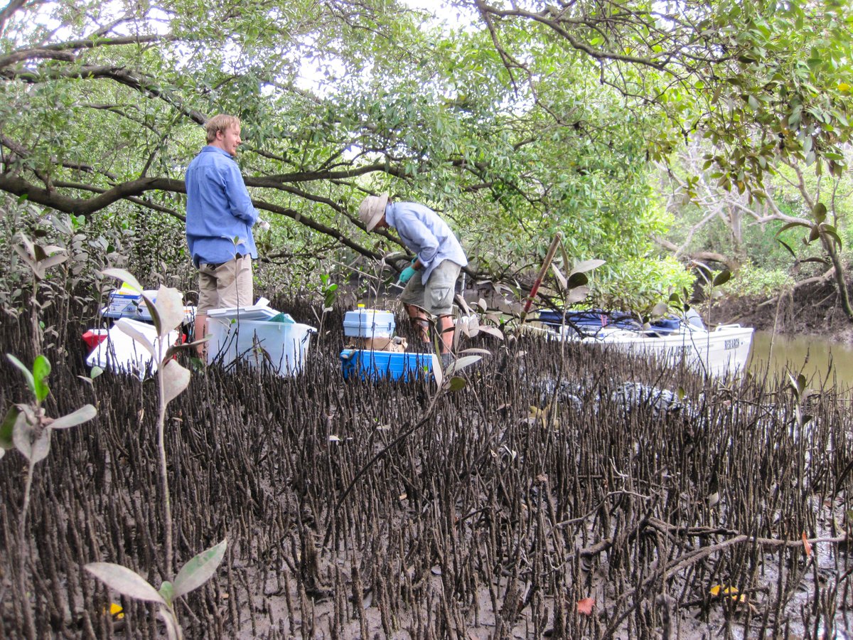 Luke_Jeffrey's tweet photo. You haven't truly sampled #water until you've sampled #groundwater and you haven't truly sampled #groundwater until you've extracted some in the #mangroves! Goodtimes sampling #urban mangroves for #porewater, #microbes and #midgies @SCGeoscience @ResearchSCU https://t.co/mTPIh2aI0w