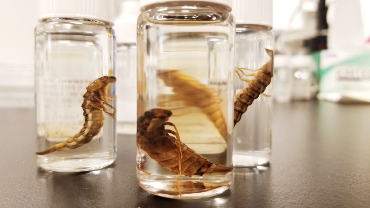 RoyalAlberta's tweet photo. How about some #SquadGoals for you? Thanks the @ABbiodiversity crew for assembling this crew of water tiger / diving beetle larvae. #ThingsInJars @morethanadodo @mark_carnall https://t.co/JvmMWBLvqI