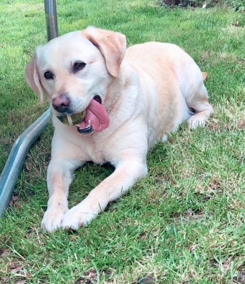 MissingPetsGB's tweet photo. 🐕 help! Angel has been stolen from Edward Street, #Cleethorpes 

On 6 January her 14 year old owner woke up and found her best friend had been #stolen and the dog kennel and garden shed damaged!

#DN35 please share 
#stolendog
#ScanMe 
#Lincolnshire https://t.co/zk1HT9J5Zr