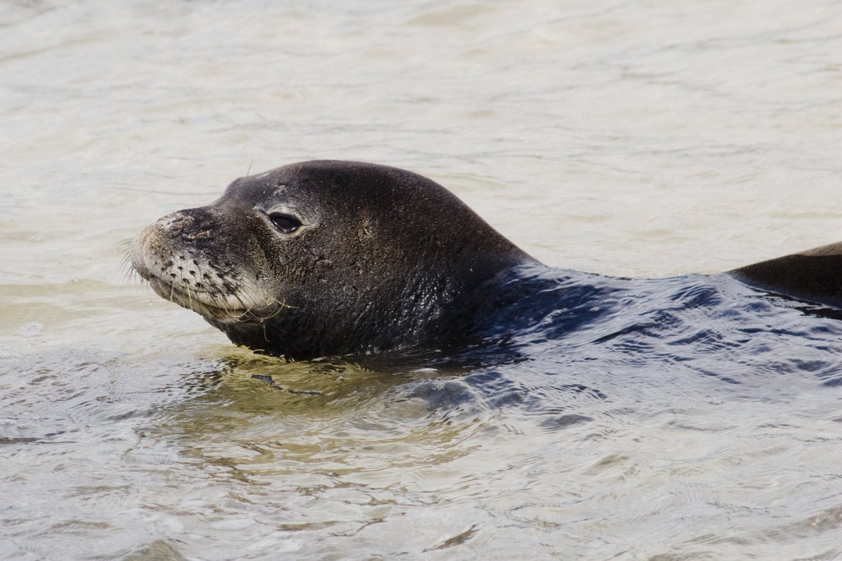 #DidYouKnow in November 1976, #HawaiianMonkSeals were officially declared as an #endangered species? Learn more --> bit.ly/2Ri47ed #4ocean