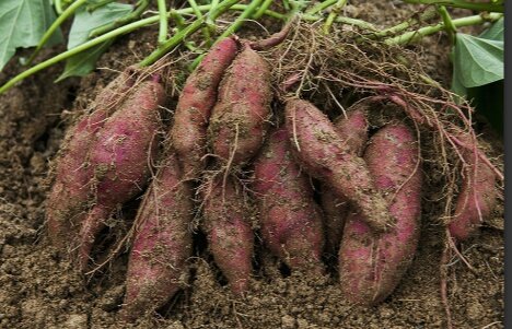 My sweet potatoes (lumonde) on an acre and 1/4 are ready for harvest, I'm looking for a buyer! Kindly connect me or retweet my buyer might be on your TL