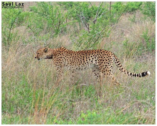 Cheetah seen in the early morning about 10m away from a lion based on his neck I think there may have been a cat fight!