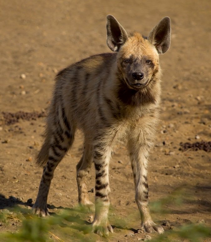 American Museum of Natural History on Twitter: "Meet the striped hyena
