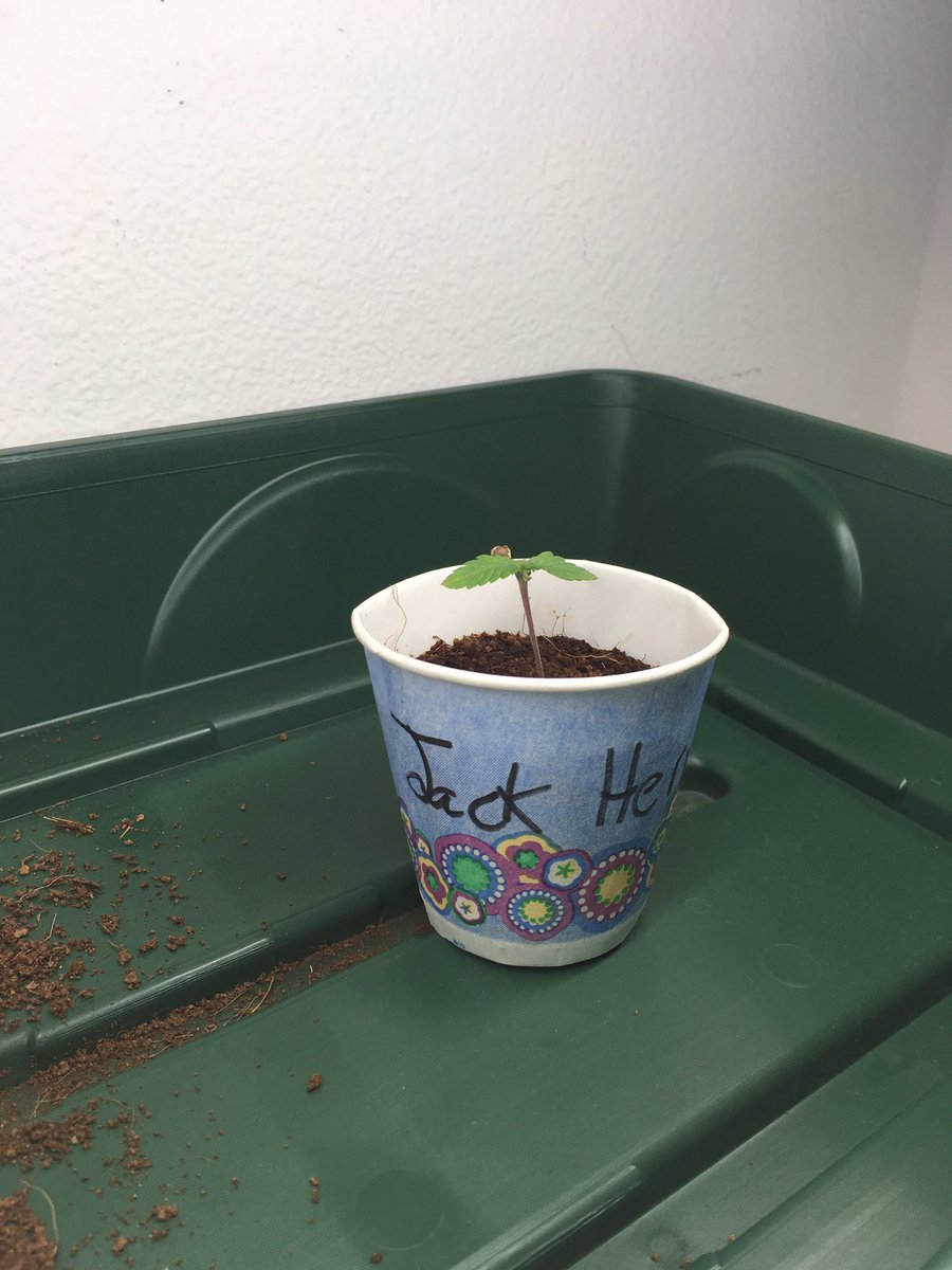 weedcult's tweet photo. Here is a picture from this mornin when they have grown a bit more and the seed casing has mostly fallen off. As you can see, the Sour Diesel was growing a little tall, so I added a bit more substrate to keep it standing up, and I also started running an oscillating fan. https://t.co/nAa7IFSifT