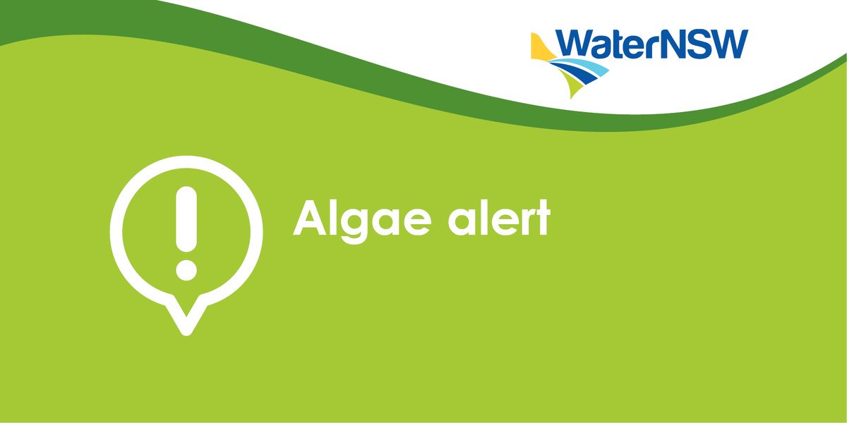 WaterNSW's tweet photo. Blue-green algae Red Alert for #MurrumbidgeeRiver in the Hay Weir Pool. Read more at https://t.co/EW2fyGyXx3 #WaterNSWinfo #AlgaeAlert https://t.co/DNbIblmLxI