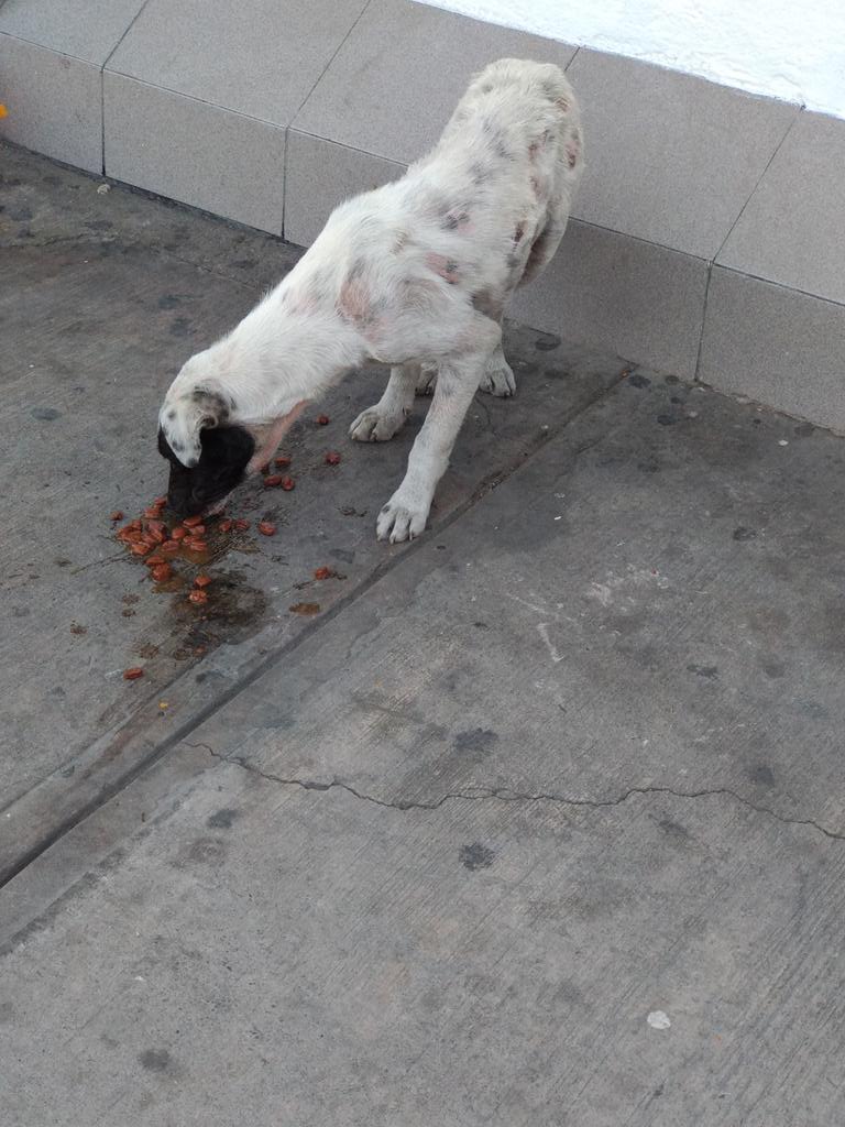 Dangiel17's tweet photo. Cachorro abandonado en #Chalco en la gasolinera dónde está la Policía Federal, no es la primera vez que la gente hace esto aquí @mascotassismo https://t.co/BwXG0pRBH4