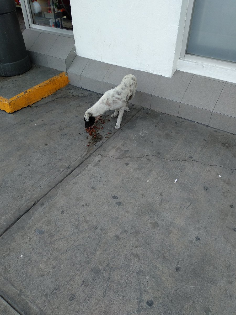 Dangiel17's tweet photo. Cachorro abandonado en #Chalco en la gasolinera dónde está la Policía Federal, no es la primera vez que la gente hace esto aquí @mascotassismo https://t.co/BwXG0pRBH4