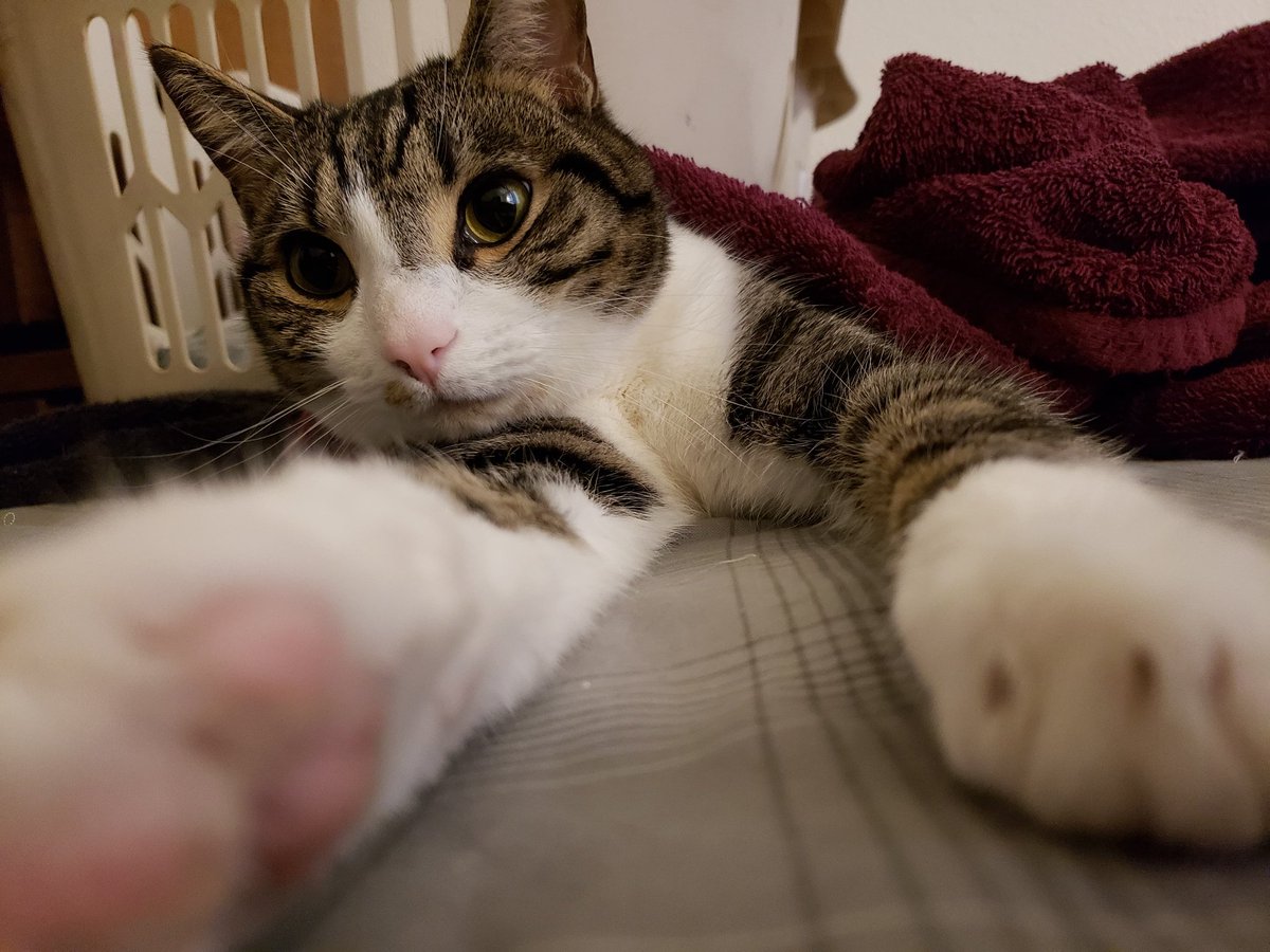 Terrowin2's tweet photo. @KoffeeKat4 Cats pics make errrthang better. https://t.co/8KsTUAsEqk