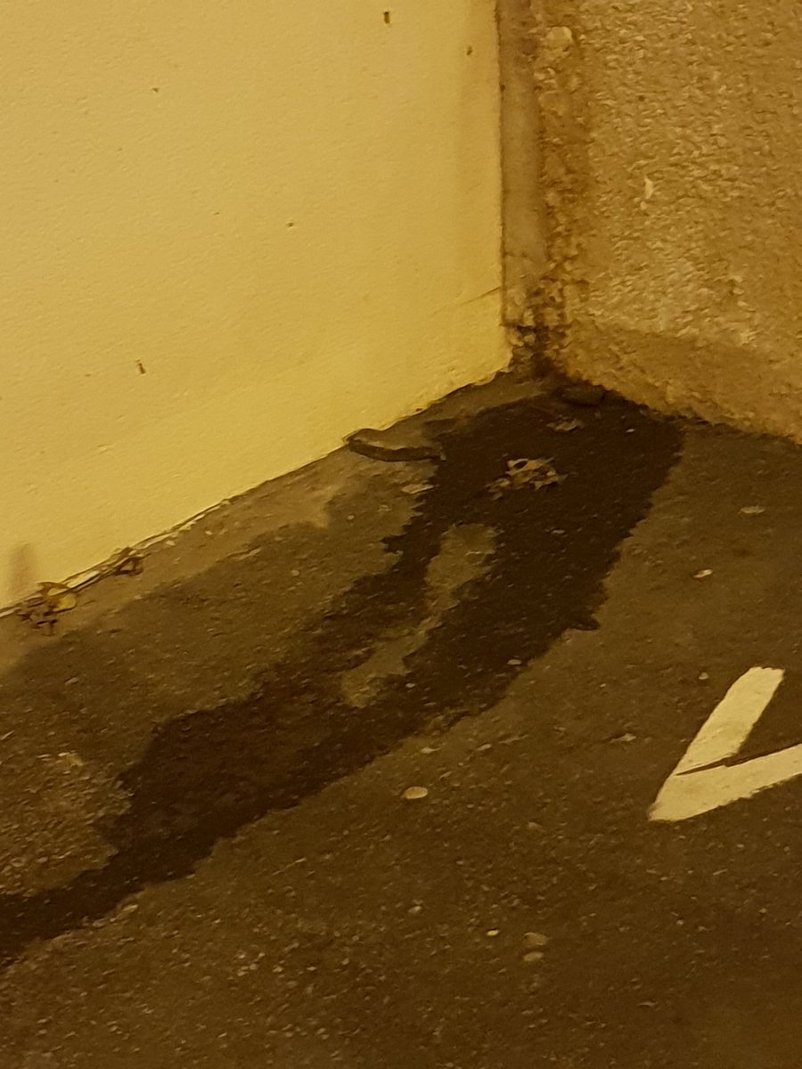 Jfm Sautereau On Twitter à Chaque Sortie Avec Votre Chien