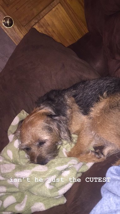 been trying to convince myself for a half hour that my dog WILL live forever, and never ever leave me<a href="/tag/newprofilepic"class="tags"><span>#newprofilepic</span></a>