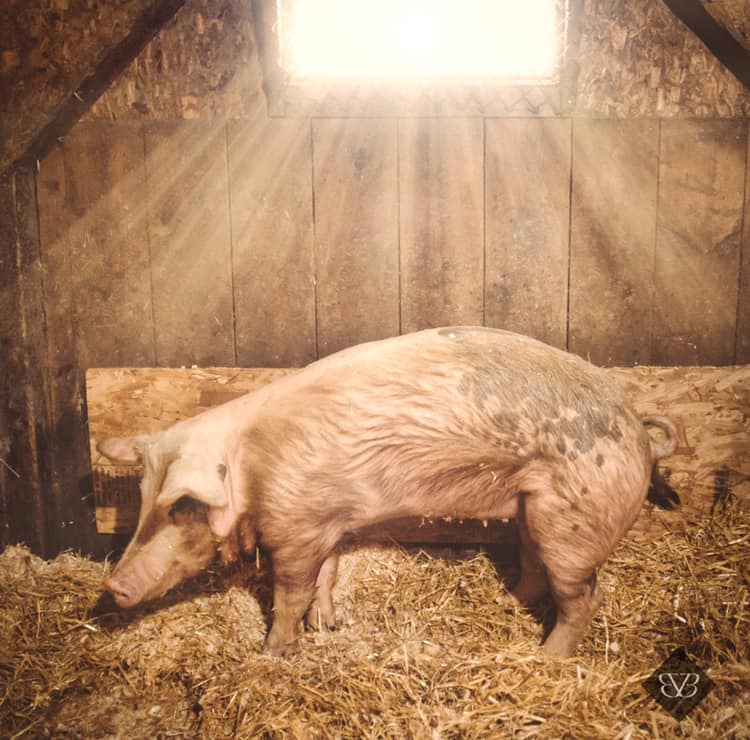 Animalconnect's tweet photo. Blessings to this babe at Arthur's Acres Animal Sanctuary She is getting Laser therapy, chiropractic care, acupuncture, nutritional care and plenty of alternative therapies. 
 <3 They accept local volunteers and are located in Parksville, NY 
blessings <3

https://t.co/d7sn8LrozW https://t.co/6zXUo3VYDX