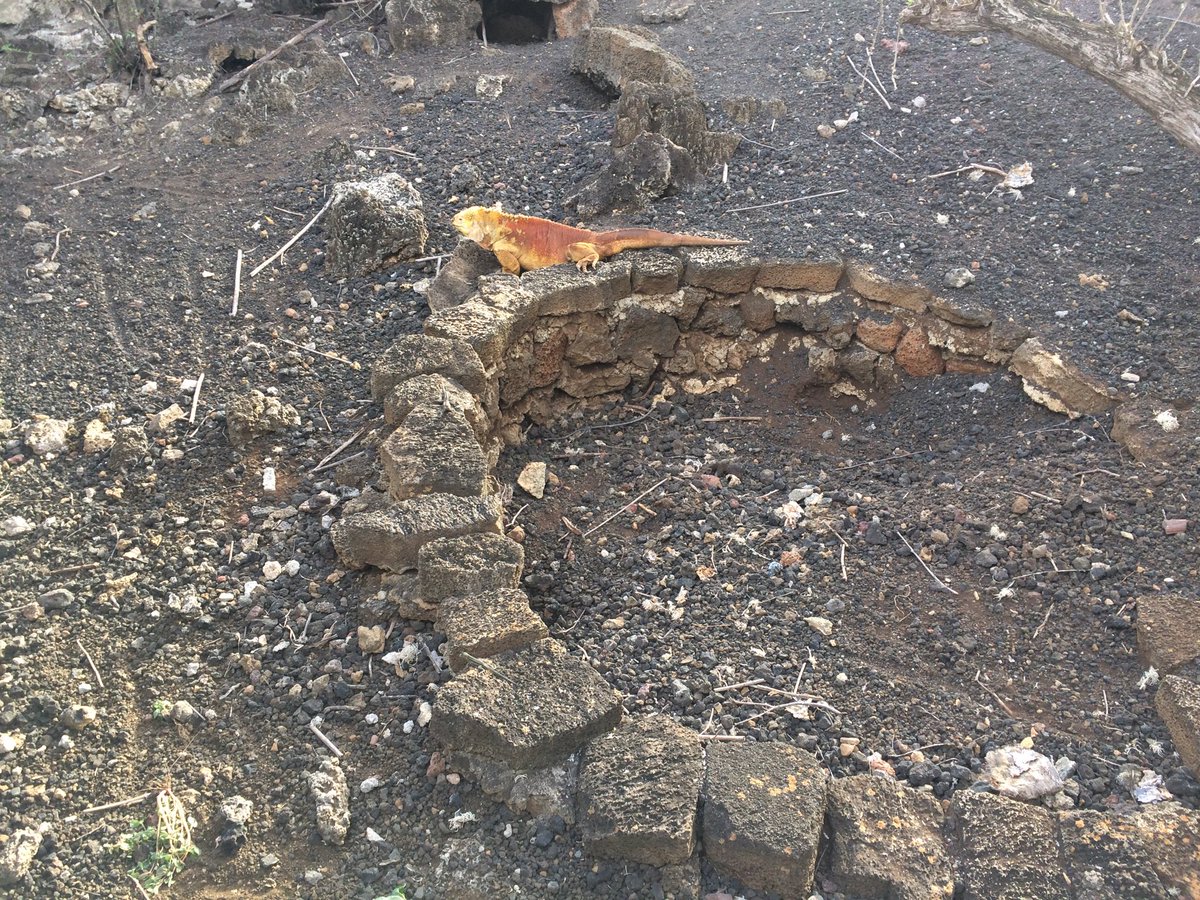 Who does he remind you off greetings from Galapagos