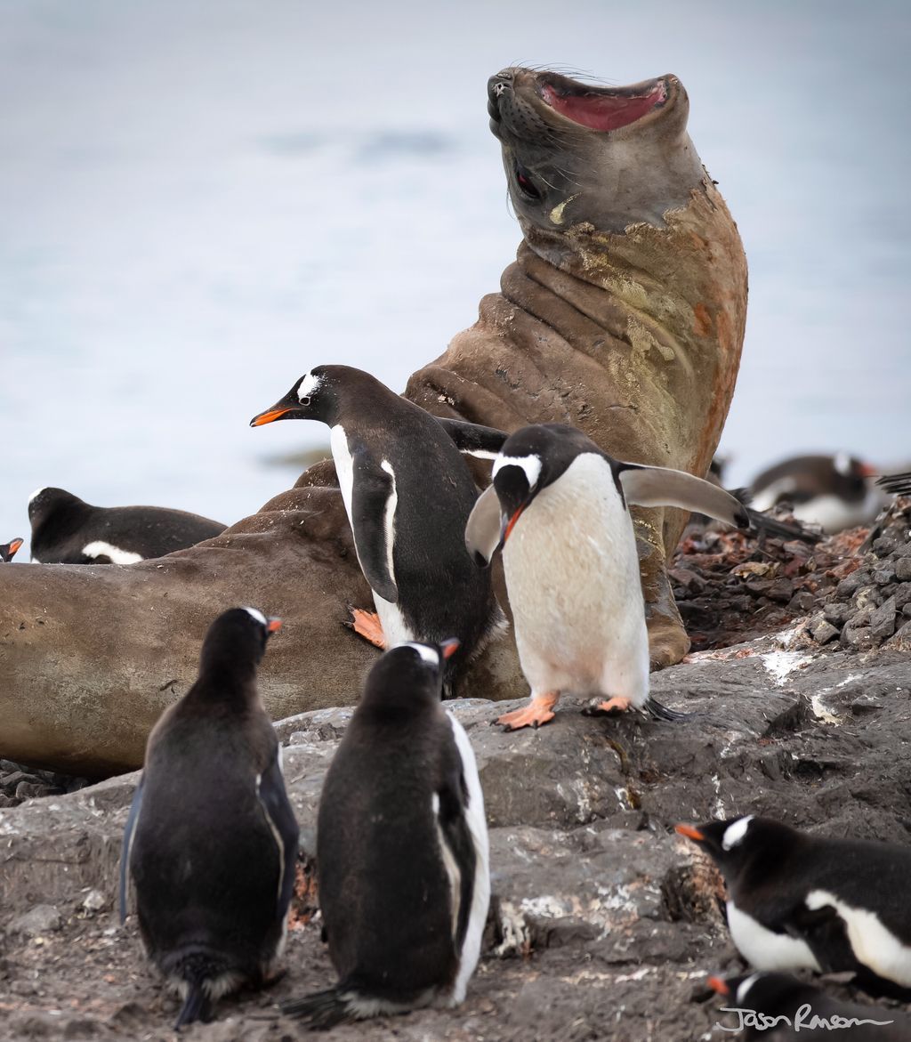 Overreact much? #SealDrama #NoPersonalSpace - - - - #rcgsresolute #Antarctica #oneoceanexpeditions #welivetoexplore #natgeocreative #natgeo #nature #igcanada #sunset #staywild #beautifulearth