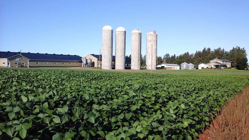 The Central- Western Holstein club will be hosting a meeting with Jill Nelson on Jan19th at 1pm at Dock Road Dairy (Kent Rennie) in Alberton. Learn about the current classification system and chat about the rewrite that is taking place all while taking in this beautiful facility.