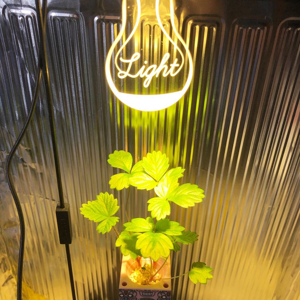 上植物 育成 Led 自作 すべての美しい花の画像