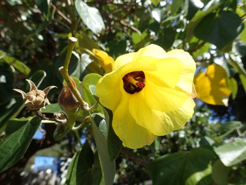 オオハマボウの育て方 挿し木での増やし方や剪定のポイントをご紹介 Botanica