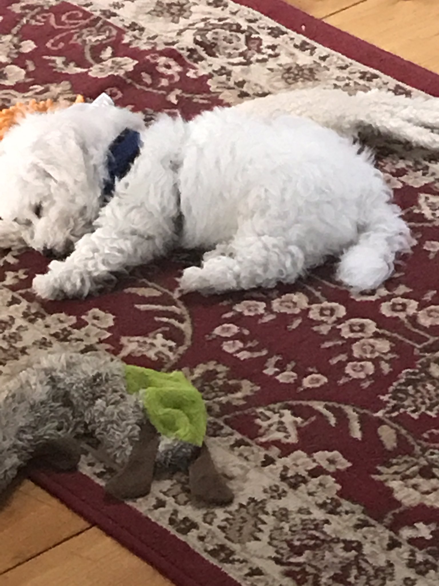Julia Grantham Whiteteddybear5 So Adorable Dear Isa Goodnight My Precious Friend Wishing You Many Sweet Dreams A Beautiful Tomorrow Je T Envoie Toute Ma Tendresse Mon Affection Et Mon