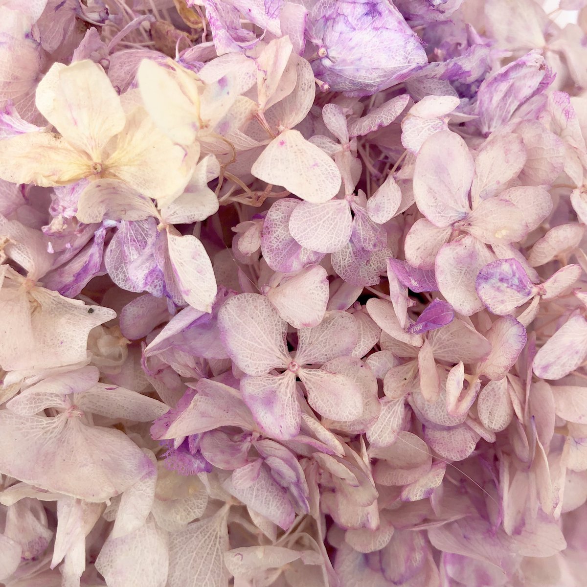 blumenecuador's tweet photo. Tenemos un nuevo color en Hydrangeas preservadas BLUMEN, disfrútalo en los #BLUMENbox 🎁✨🐊.
¡Vive la experiencia BLUMEN!.
📱WhatsApp 0990061071 .
#BlumenEcuador #flores #florespreservadas #ecuador #hortensias #regalos #amor #amistad #celebracion #elegante #romance #hydrangeas https://t.co/L6FzI4mq1U