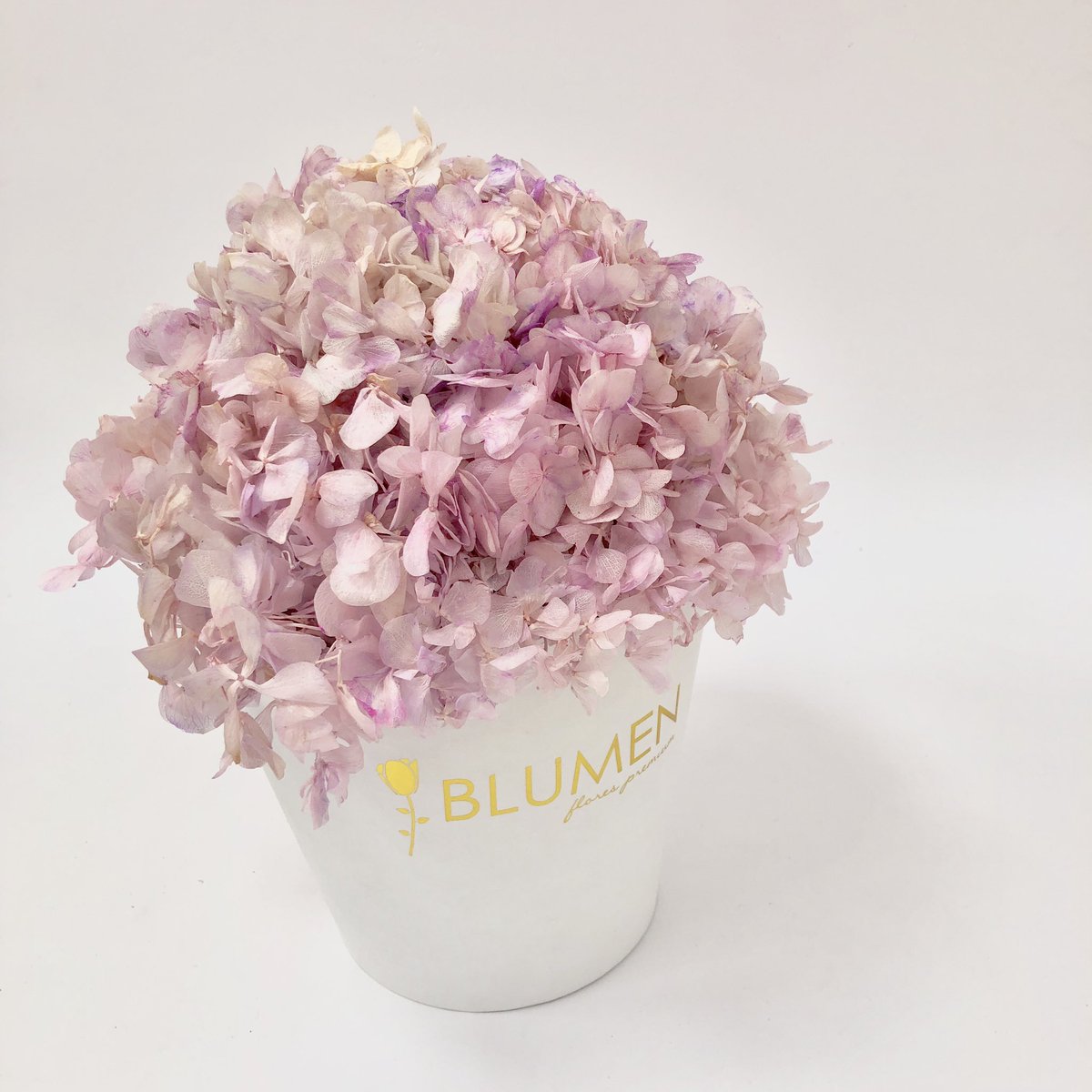 blumenecuador's tweet photo. Tenemos un nuevo color en Hydrangeas preservadas BLUMEN, disfrútalo en los #BLUMENbox 🎁✨🐊.
¡Vive la experiencia BLUMEN!.
📱WhatsApp 0990061071 .
#BlumenEcuador #flores #florespreservadas #ecuador #hortensias #regalos #amor #amistad #celebracion #elegante #romance #hydrangeas https://t.co/L6FzI4mq1U