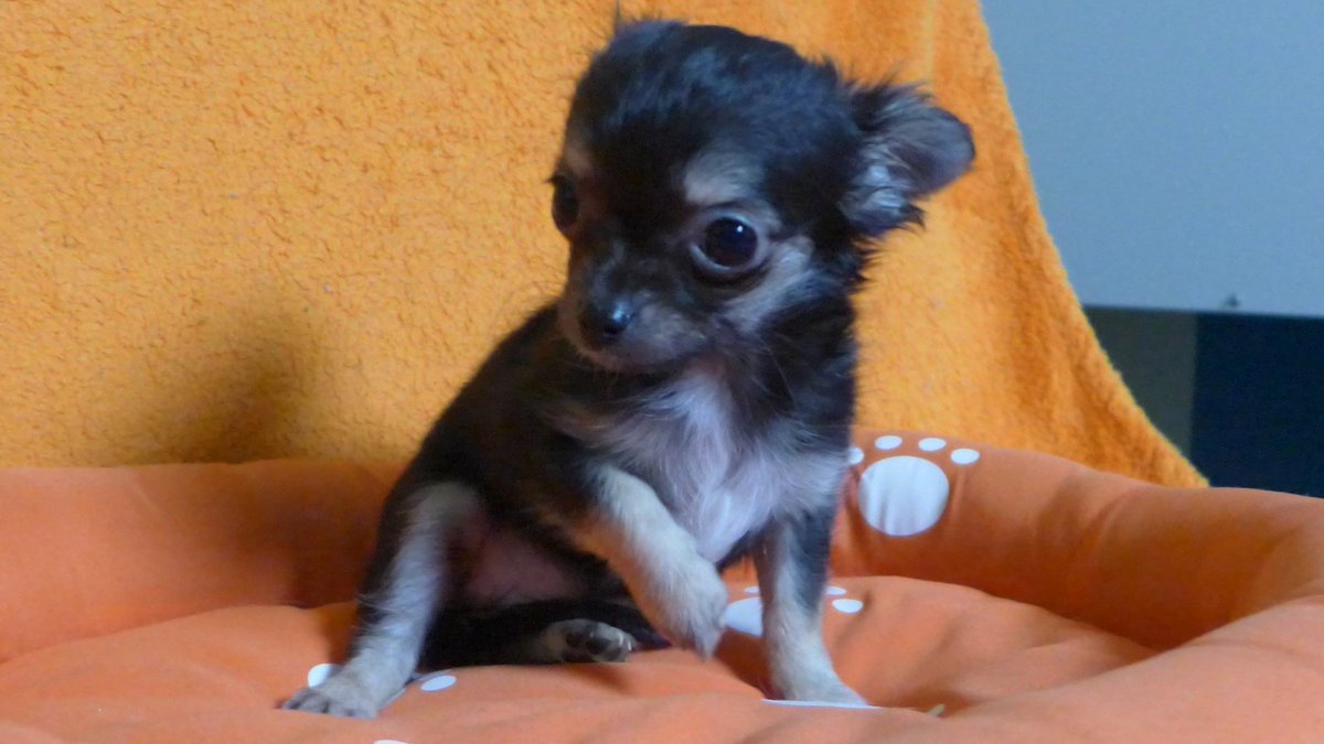 Chihuahua welpen mini kurzhaar Mini chihuahua
