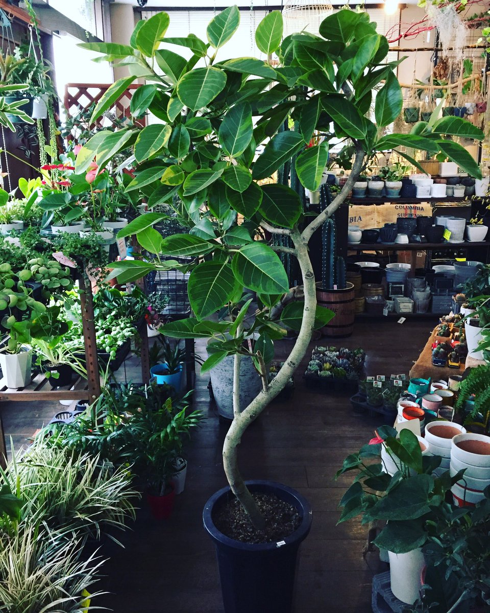 ファニープランツ בטוויטר こちらはフィカスアルテシマ ゴムの木の仲間 ベンガレンシスより葉の色が薄く全体的に 明るめの印象です こちらもクネリンタイプです 少しクセが強いかも バランスよく剪定しておきます Funnyplants 小山市 観葉植物専門店