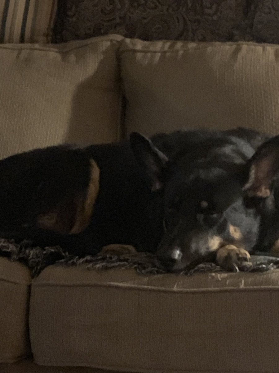 kiddboysmom's tweet photo. #9PMRoutine Check in with this lazy yet gorgeous boy in Hoosier land. #gslove #apollosworld #ThinBlueLine @PascoSheriff https://t.co/ADtgY3wkjn