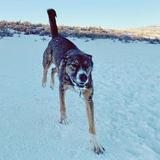 kvandykewx's tweet photo. Ready to pounce 🐾
#utahdogs #winterinutah #rangernelson #rangervandyke https://t.co/8N3tSoiZ5X https://t.co/cclH00miKt