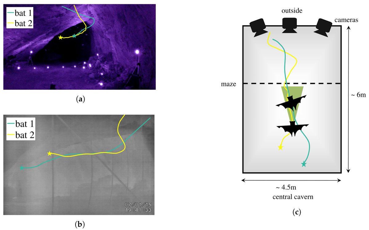 Entropy_MDPI's tweet photo. #mdpientropy A very interesting paper published online: Extracting Interactions between Flying Bat Pairs Using Model-Free Methods https://t.co/WCaAOYyprJ #batinteraction #convergentcrossmap #curvature #transferentropy https://t.co/Ax0xt1k7qC