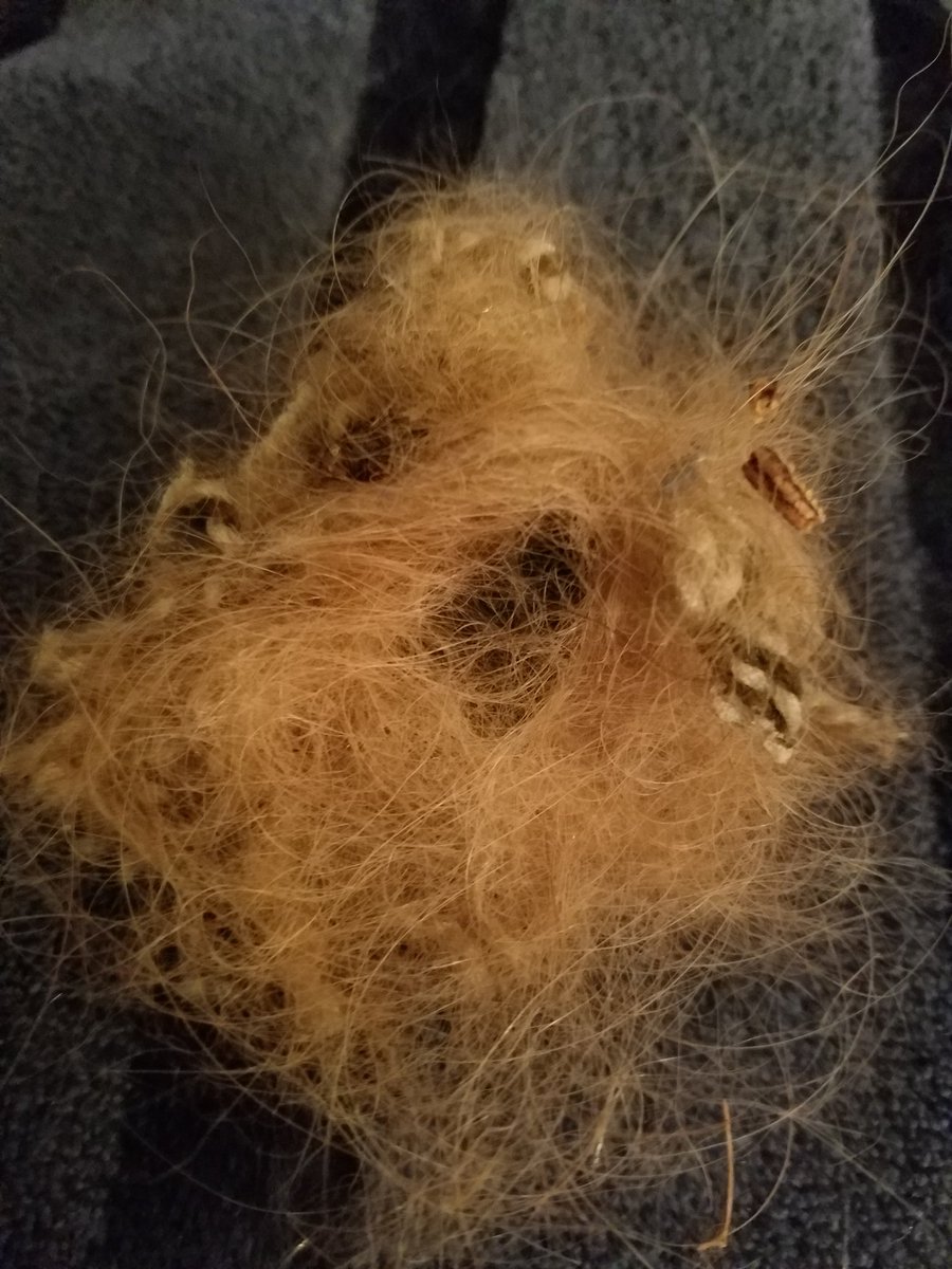 NeuroTips's tweet image. Its a puppy.