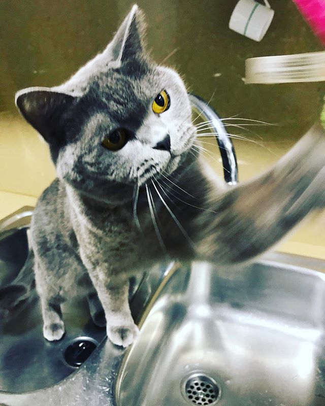 RonaldAndMarley's tweet photo. 🐒Can we skip thursday📅 and go straight to Friday📆?🙊🙉🙈 #week #thursday #catsofinstagram #catlovers #catstagram #catpetclub #meow #miau #ronald #sirronald #ronaldrules #followforfollowback #likesforlike https://t.co/s8zY9UlsM8 https://t.co/AUo4MwNiBB