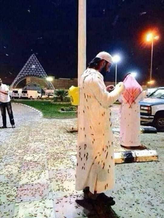 shahnoor3000's tweet photo. First time in the history insects attack on the holy city of #Makkah https://t.co/F5lIV9JIgW