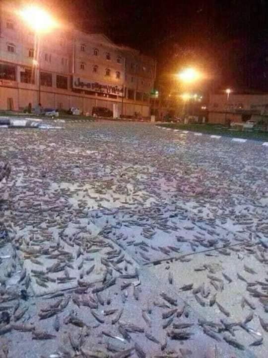 shahnoor3000's tweet photo. First time in the history insects attack on the holy city of #Makkah https://t.co/F5lIV9JIgW