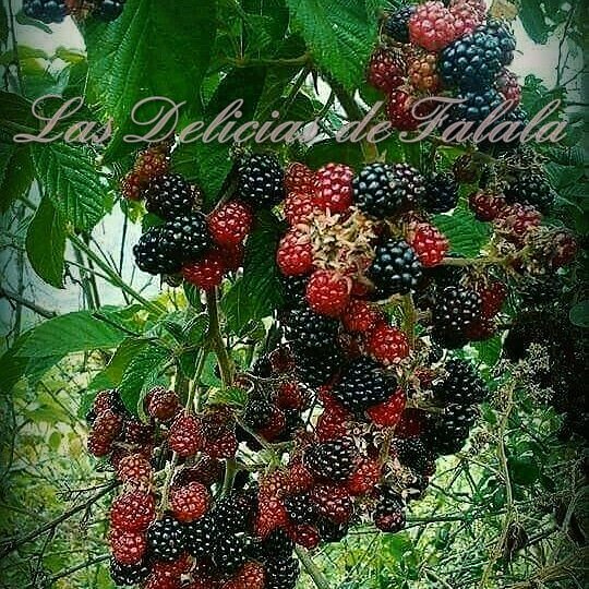 falalita's tweet photo. MERMELADA ORGANICA DE MORA, FRAMBUESA, HAY MAS DE 90 SABORES DISPONIBLES  #APLV, #AAM, #DIABETICOS, #APV, #GLUTENFREE, #CRUELTYFREE, #COMIDASALUDABLE, #NATURAL, #SINPRESERVATES, #SINCOLORANTES, #SINSOYA, #SINSULFITOS, #ORGANICO, #ALERGIAALIMENTARIA, #SINLACTOSA, #SINCASEINA https://t.co/mFj2NJDr1m