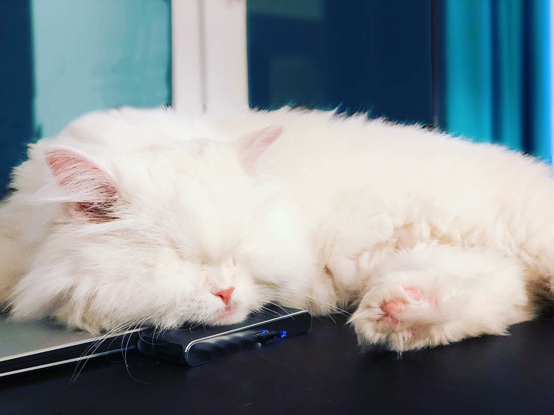 Moet the Blind Cat tweet media