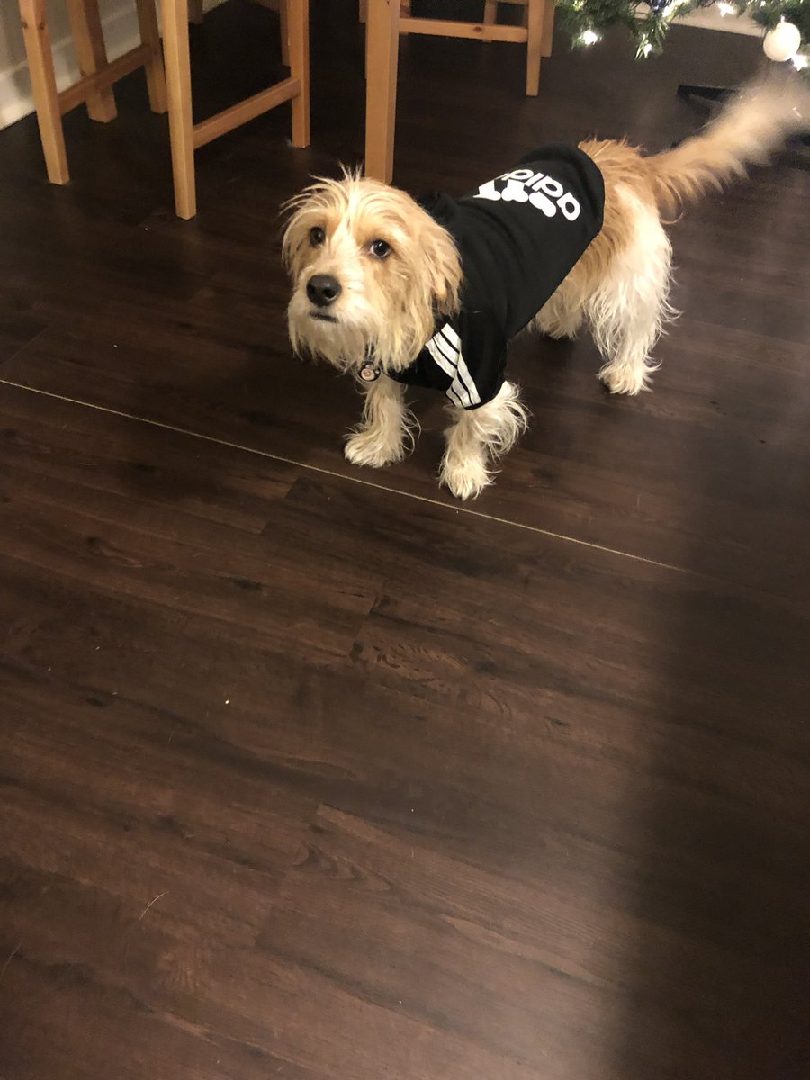 stlbizbrobbins's tweet photo. My dog Beans loves his hoodie he got from Grandma, lol. Looking pretty Russian. #CollussionConfirmed https://t.co/Kb0PQqTNoV