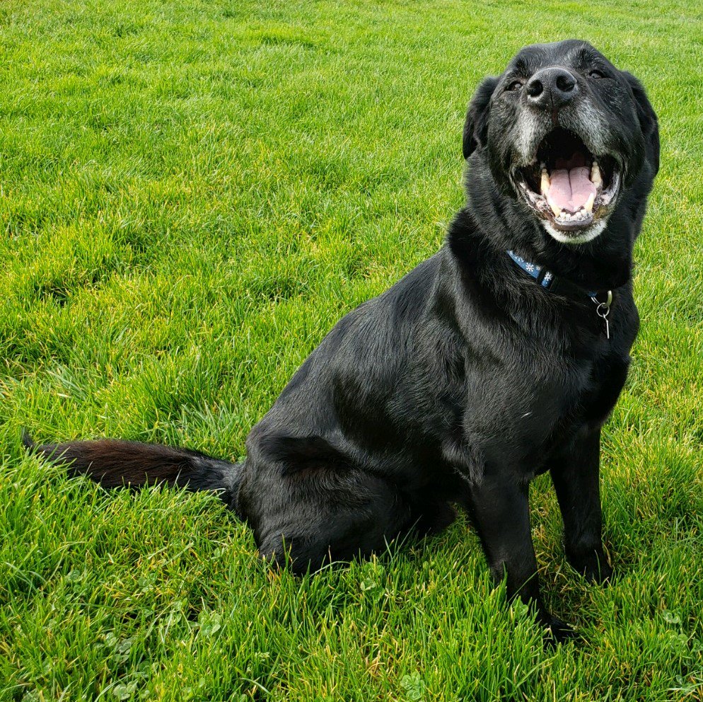 black lab teddy