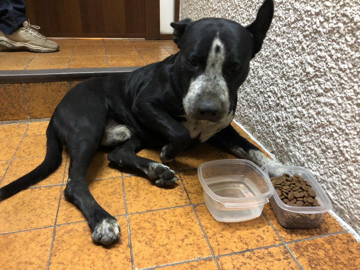 Bienestar_Anima's tweet photo. Amigos, este perrito apareció en el edificio de una amiga por el parque Hundido, delegación Benito Juárez. @LaNapolesCdMx está lastimado. Por favor si alguien lo conoce, hagan contacto. https://t.co/STu21N4pCl