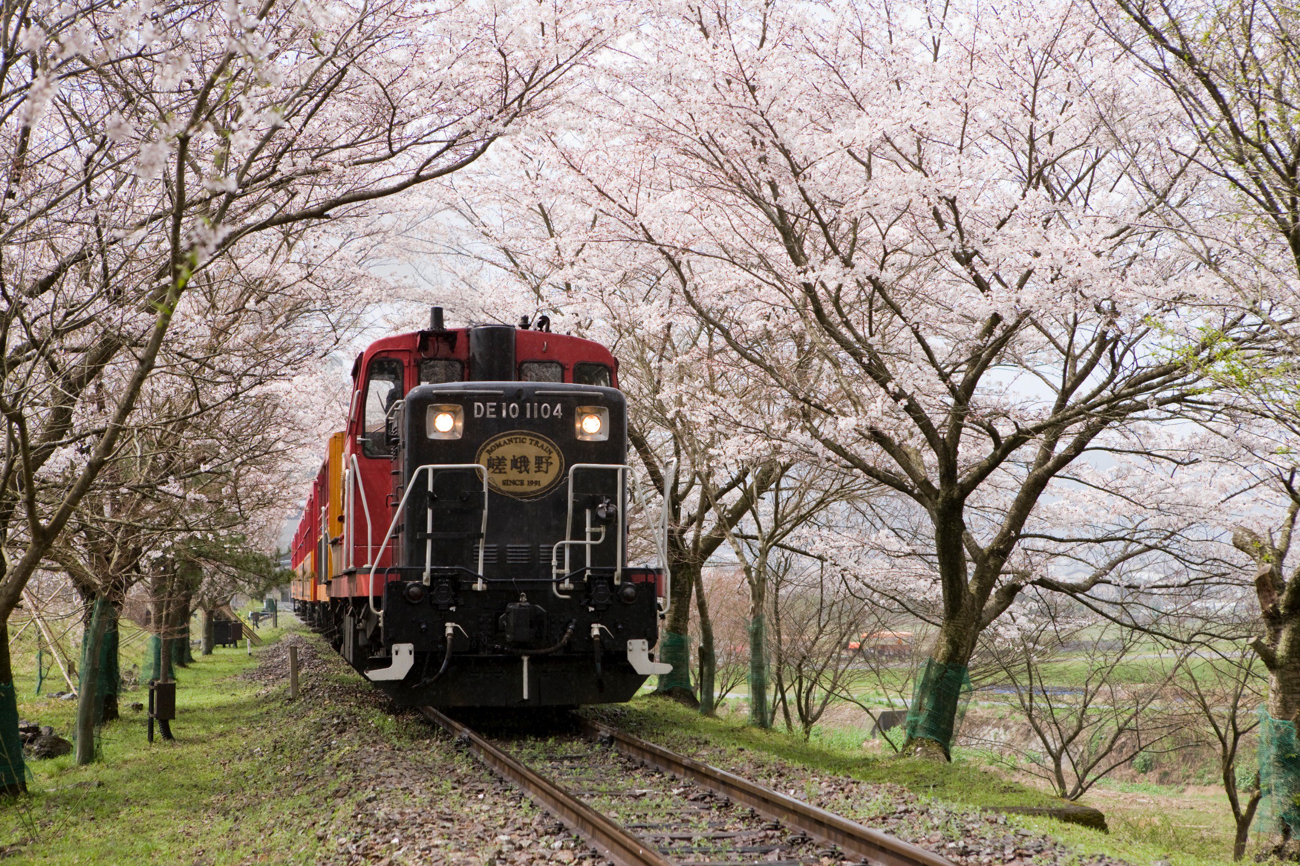 鉄道博２０２２ 出展者紹介 京都嵐山 嵯峨野トロッコ列車 鉄道博に初出展 画像は トロッコ亀岡駅近くにある春の嵯峨野 トロッコ列車名物 桜のトンネル です 美しい桜の季節が待ち遠しいですね T Co 8y873i6n4a Twitter