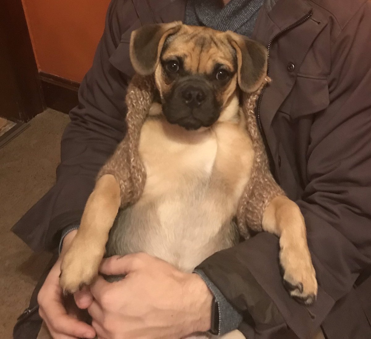 Mr_Quirky's tweet image. Mother is making Lopen a sweater, right now it’s more of a cardigan. Needs a few more rows, grew bigger and faster than we thought #ProperPup