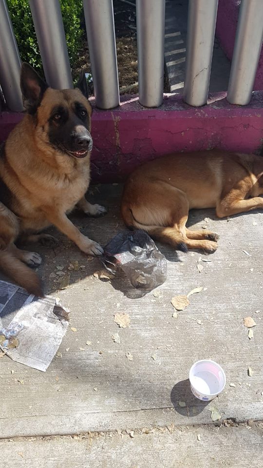 xjusticianimal tweet picture