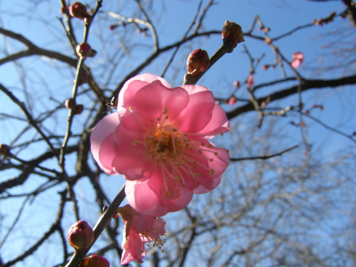 梅開花情報 Cerca Al Twitter